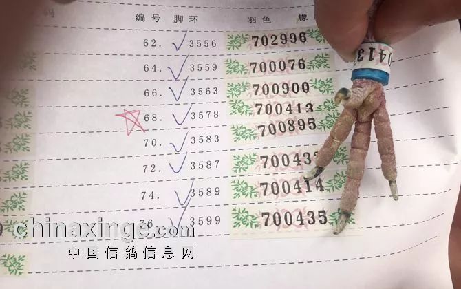天津南翔信鴿比賽成績(jī)揭秘，賽場(chǎng)精英展現(xiàn)風(fēng)采！