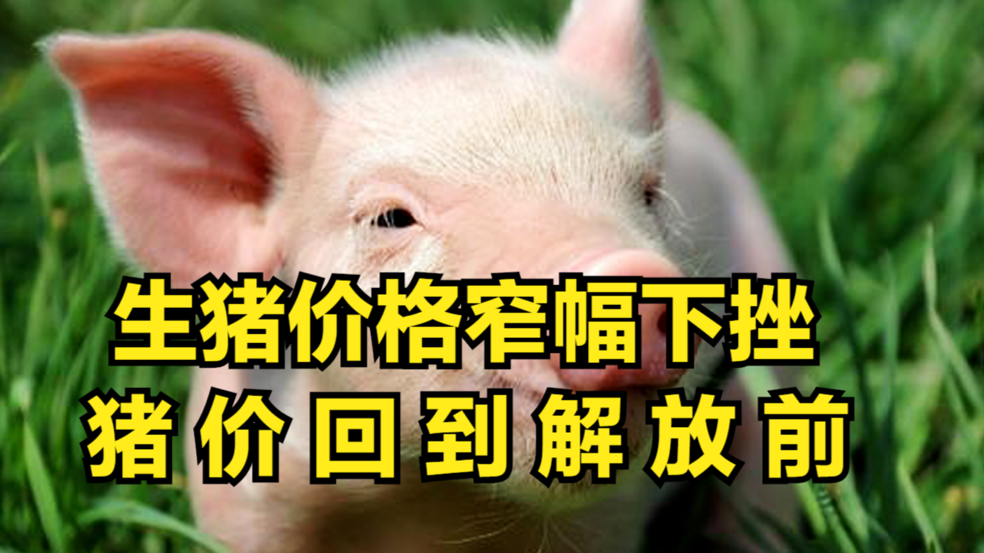 豬的最新價格行情,豬的最新價格行情??