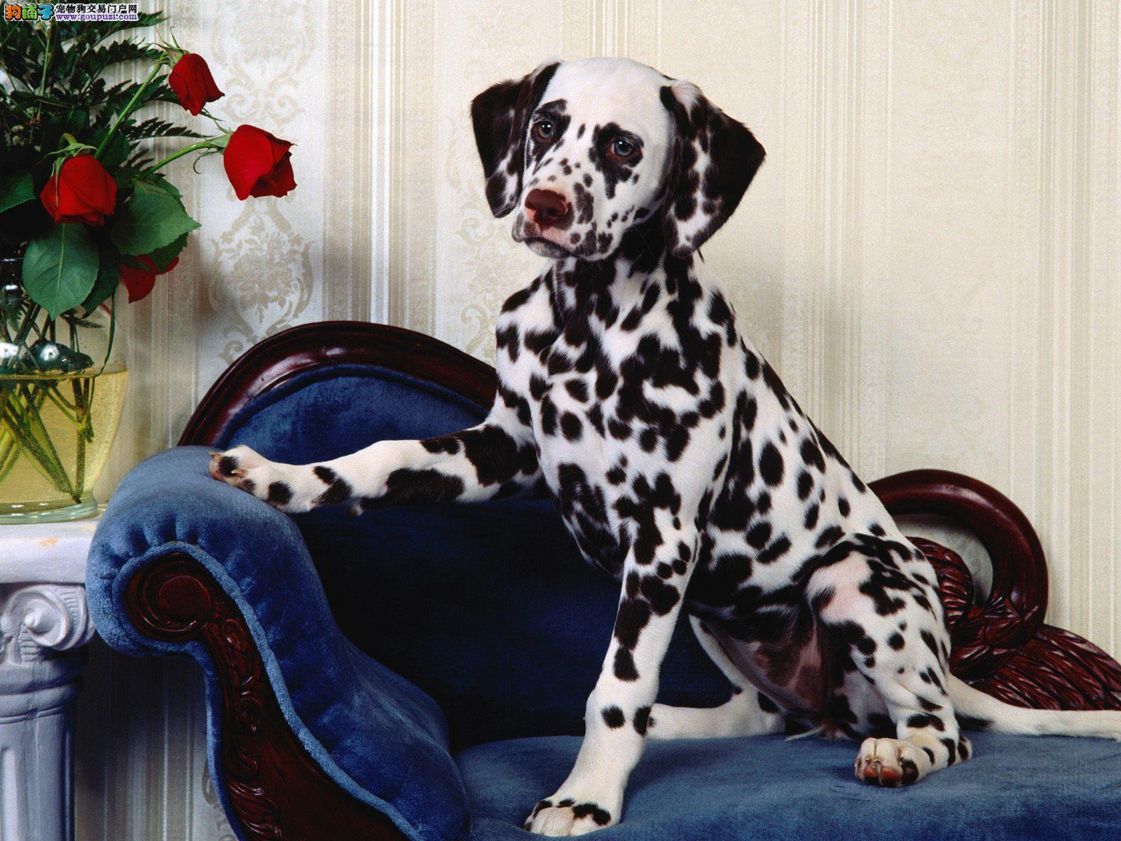 斑點(diǎn)犬的價(jià)格，歷史背景與現(xiàn)代地位影響下的市場(chǎng)定位